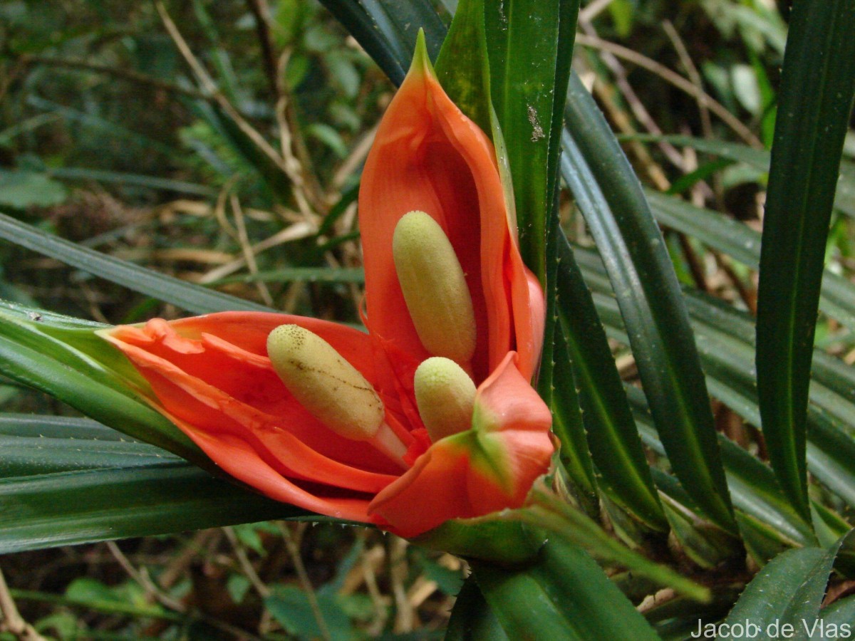 Freycinetia walkeri Solms